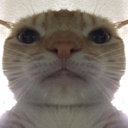 CatStare custom emote | Besties Community