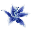 841708blueflower Discord Emoji | 𝒂𝒖𝒓𝒂