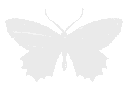 whitebutterfly animated emote - ┃.............┃ • ┃ ☆ ┃ • ┃.............┃