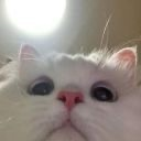 z_ee custom emote | Lemniscate Network