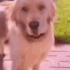 dogew animated Discord emote - || mongrel mutts