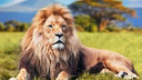 aslan custom emote | Metin2Won/Yang-metin2yang 👽<--Discord CONTACT