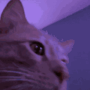 happycatparty animated emote | 𝑻𝑨𝑮 𝑪𝑹𝑨𝑭𝑻 🔮