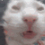 BuggaCatAnim animated Discord emote from offqtz