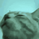 emoji_121 animated Discord emote | 𝗕𝗼𝗮𝘆𝗲𝗱𝗵 𝗙𝗮𝗺𝗶𝗹𝘆