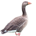 greygoose Discord Emoji from r/ukmedicalcannabis