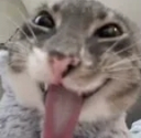 cat_happy Discord Emoji - Interact | Active Chats • VC • Hangout • Chill • Friends • Giveaways • Events • SFW