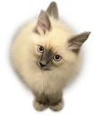 A fluffy Siamese kitten viewed from above, looking up with a perfectly round body shape.