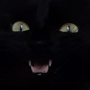 bunnyu custom emote | ՞. .՞𐦯 Verify/Sfw/ntx ⸝⸝ ΛƧƬЯYX  ™