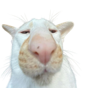 emojigg_cat custom emote - Heart.exe