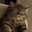 Tabby cat with eyes closed in bliss reaching out a paw.
