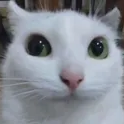 910444politecat Discord Emoji | Sell Lemons | Roblox