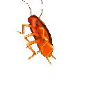 rainbowroachina animated Discord emote - ┃.............┃ • ┃ ☆ ┃ • ┃.............┃