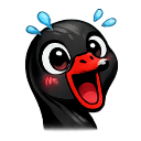 Black swan with a wide-open red beak and large eyes looking shocked with blue water droplets flying off its head.