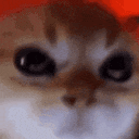 angrycat animated GIF emoji | Cyberpunk Syndicate ☁୨ৎ