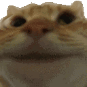 cat_yes animated GIF emoji from DM Request 📪 ⌇ Ask To DM & Chatting ⌇ Non Dating ⌇ Social ⌇ Friendly ⌇ Nitro ⌇Non Toxic