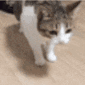 cat_dies animated Discord emote | The Lumberyard™