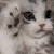 CBuwu animated emote from UMSTIEG