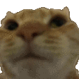 catno animated emote - WiseHosting