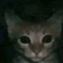 A dark, low-quality image of a cat with wide, black eyes looking terrified.