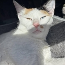 A calico cat looking down with a smug and unbothered expression.