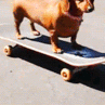 doggo_skate animated Discord emote from The Lumberyard™