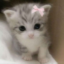 A tiny gray and white tabby kitten wearing a small pink bow on its head.