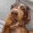 PawOops animated GIF emoji - Custom stickers