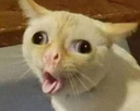 catsneeze custom emote from Mikudes Place