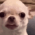 Dogs animated emote | Why_soi hgo