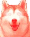 Husky dog face with glowing eyes and a bright red, deep-fried filter.