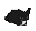 CatDance animated GIF emoji | Besties Community