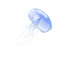 31978bluejellyfish custom emote | CHÉRIE ™