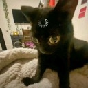 A black cat looking directly at the camera with a digital loading symbol on its forehead.