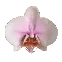 d_nes_zflowerdns animated GIF emoji | ⛥⁺ 　 𓏺 　 .gg/cosmi