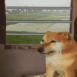 tmr_sed_dog animated emote - TMR Esports