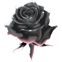 Black rose with detailed petals and a dark, moody aesthetic.