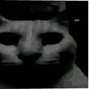 catstare Discord Emoji from (RFC) || Roblox Fighting Championship