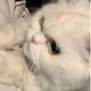 A fluffy white cat looking sideways with a suspicious and judgmental expression.