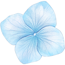 A single light blue four-petaled hydrangea flower blossom.