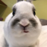 bruhbunny Discord Emoji | ChekoVerse