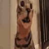 SHOCKED animated GIF emoji - The Z's