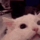 MegaCatScream animated GIF emoji - Besties Community
