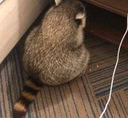Raccoon sitting in a corner facing the wall in a sad posture.