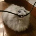 A fluffy white cat biting a black cable with wide, intense eyes.