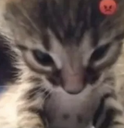 AngyCat Discord Emoji from The MOON haunts me