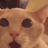 Cat with wide, dilated eyes and an open mouth showing intense shock.