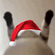 gatitonavid animated emote from Roblox LatinoAmerica⭐