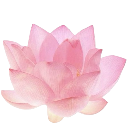 A soft pink lotus flower in full bloom.