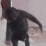 Gorilla spinning rapidly in a blurry, high-motion sequence.